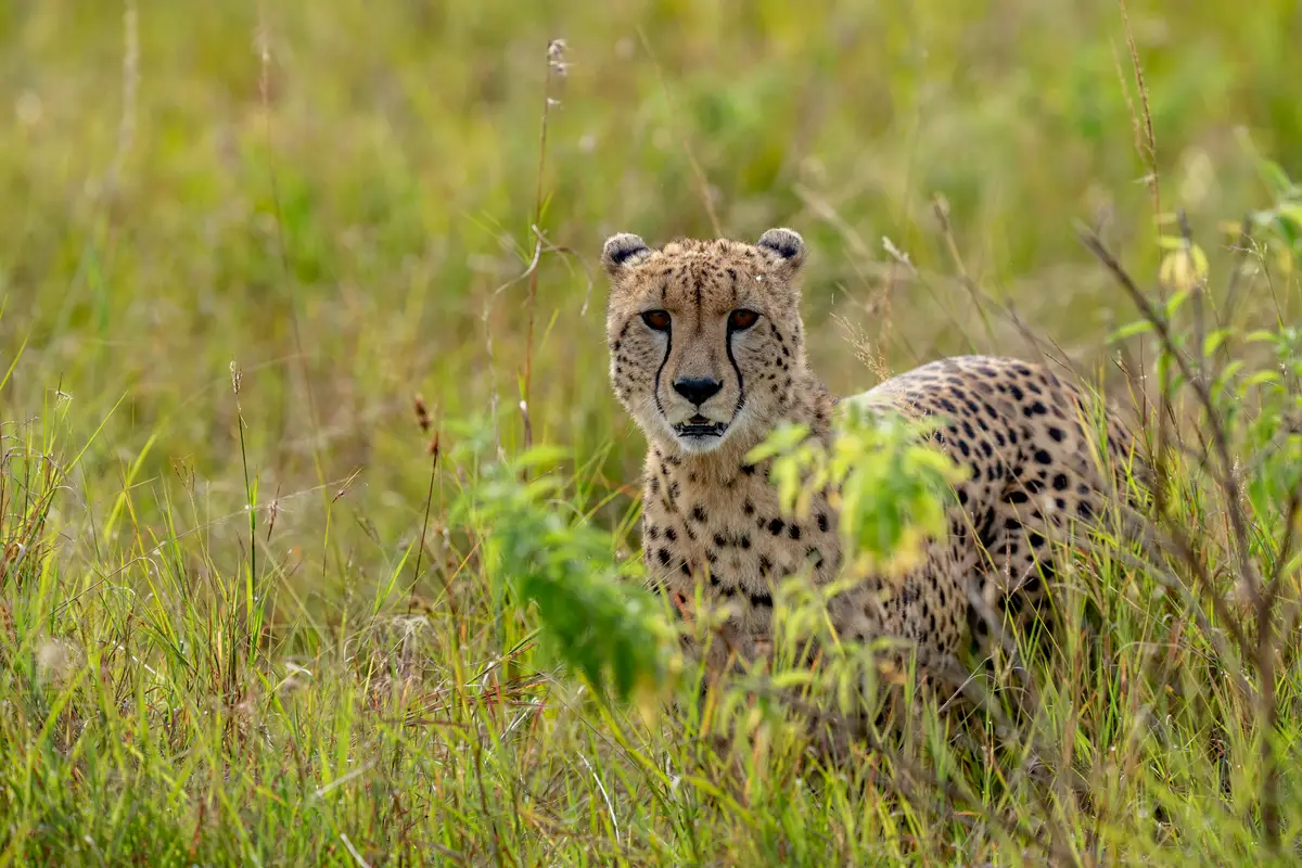 Our guests' transformative stay at Governors Camp included magical balloon rides and stunning photos of lions, cheetahs, and sunsets captured with professional photography gear. Their phenomenal images speak for themselves