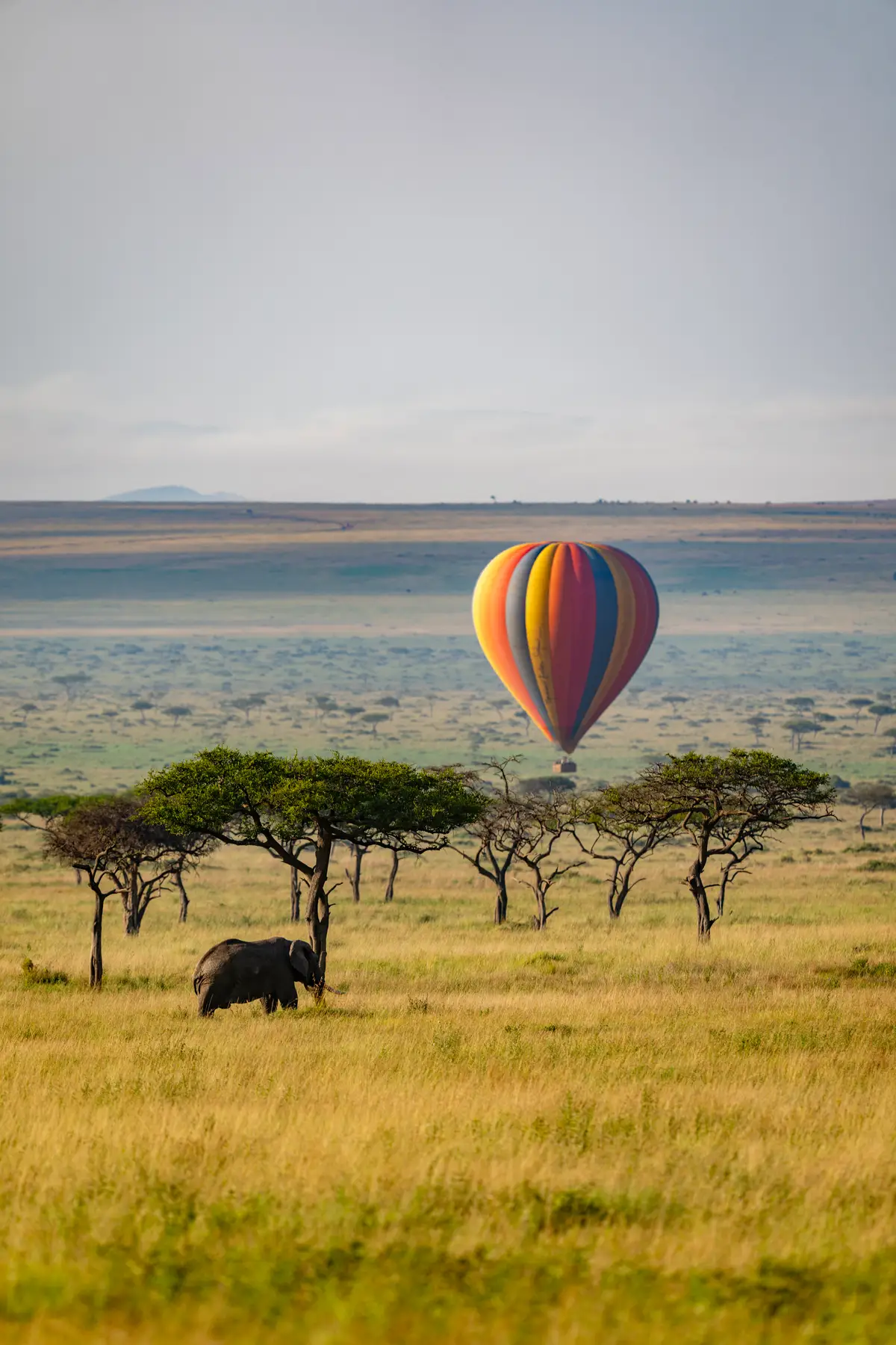 Our guests' transformative stay at Governors Camp included magical balloon rides and stunning photos of lions, cheetahs, and sunsets captured with professional photography gear. Their phenomenal images speak for themselves