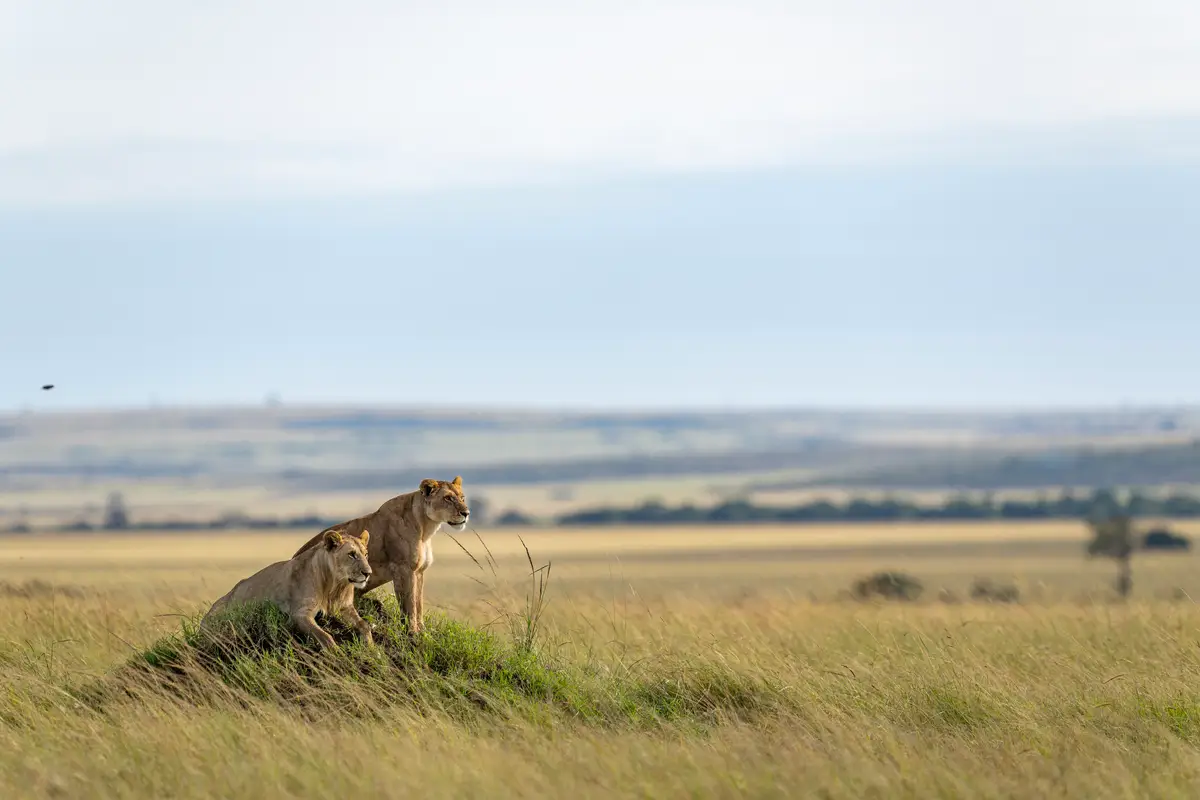 Our guests' transformative stay at Governors Camp included magical balloon rides and stunning photos of lions, cheetahs, and sunsets captured with professional photography gear. Their phenomenal images speak for themselves