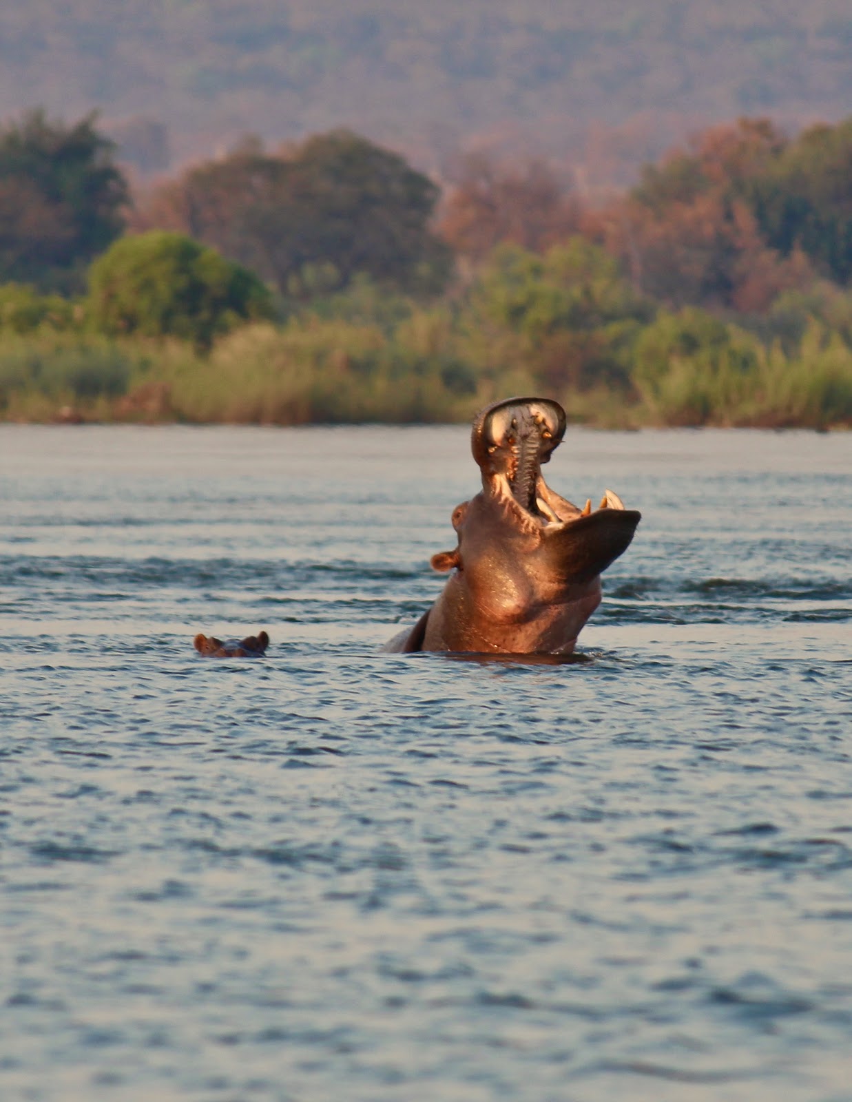 Our South African guests at Thorn Tree Lodge in Zambia captured stunning photos of hippos, the boma area, and Victoria Falls.  These magnificent images showcase the magic of their safari experience