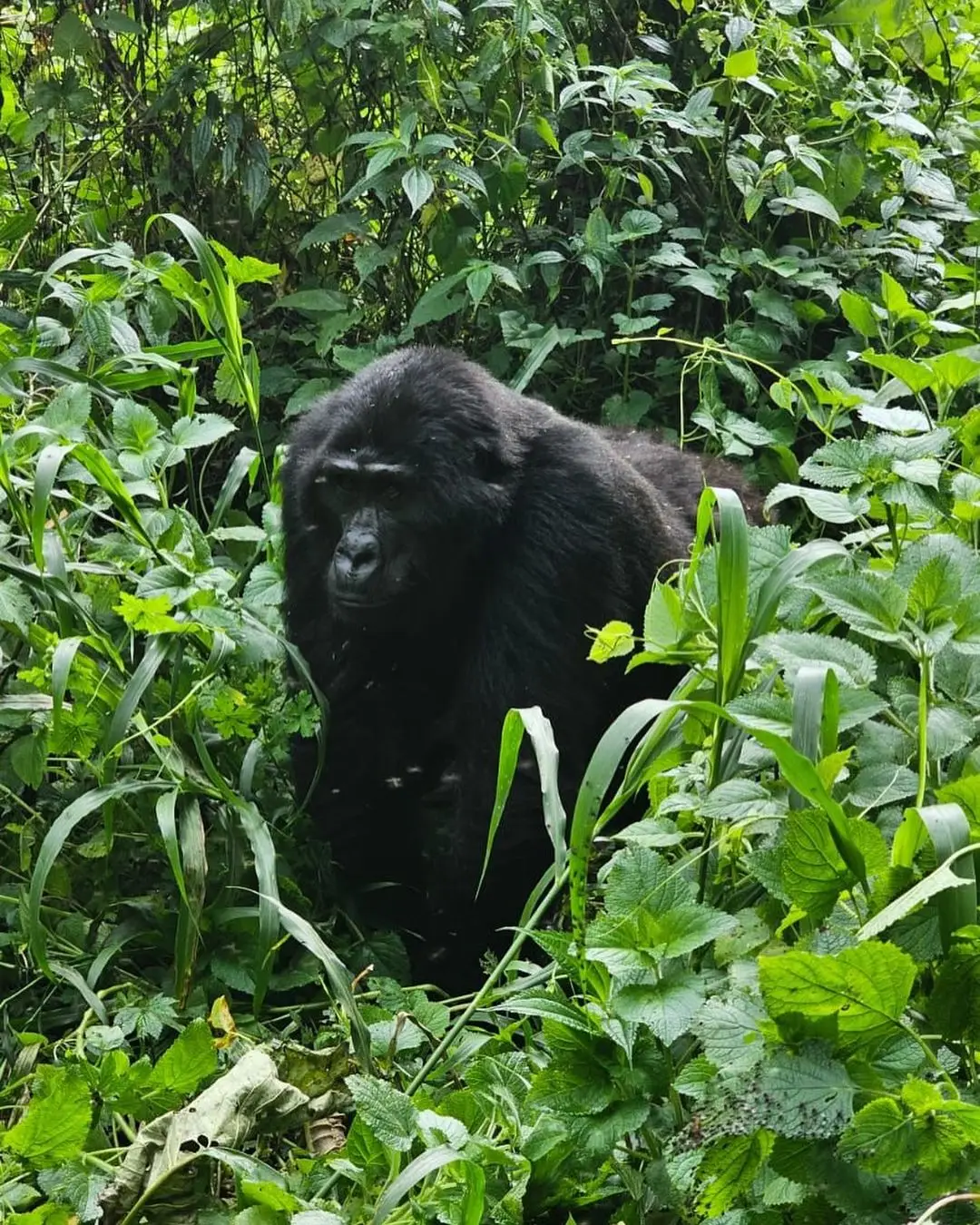 Our guests captured these great pics while staying at Gorilla Leisure Lodge in the heart of Uganda