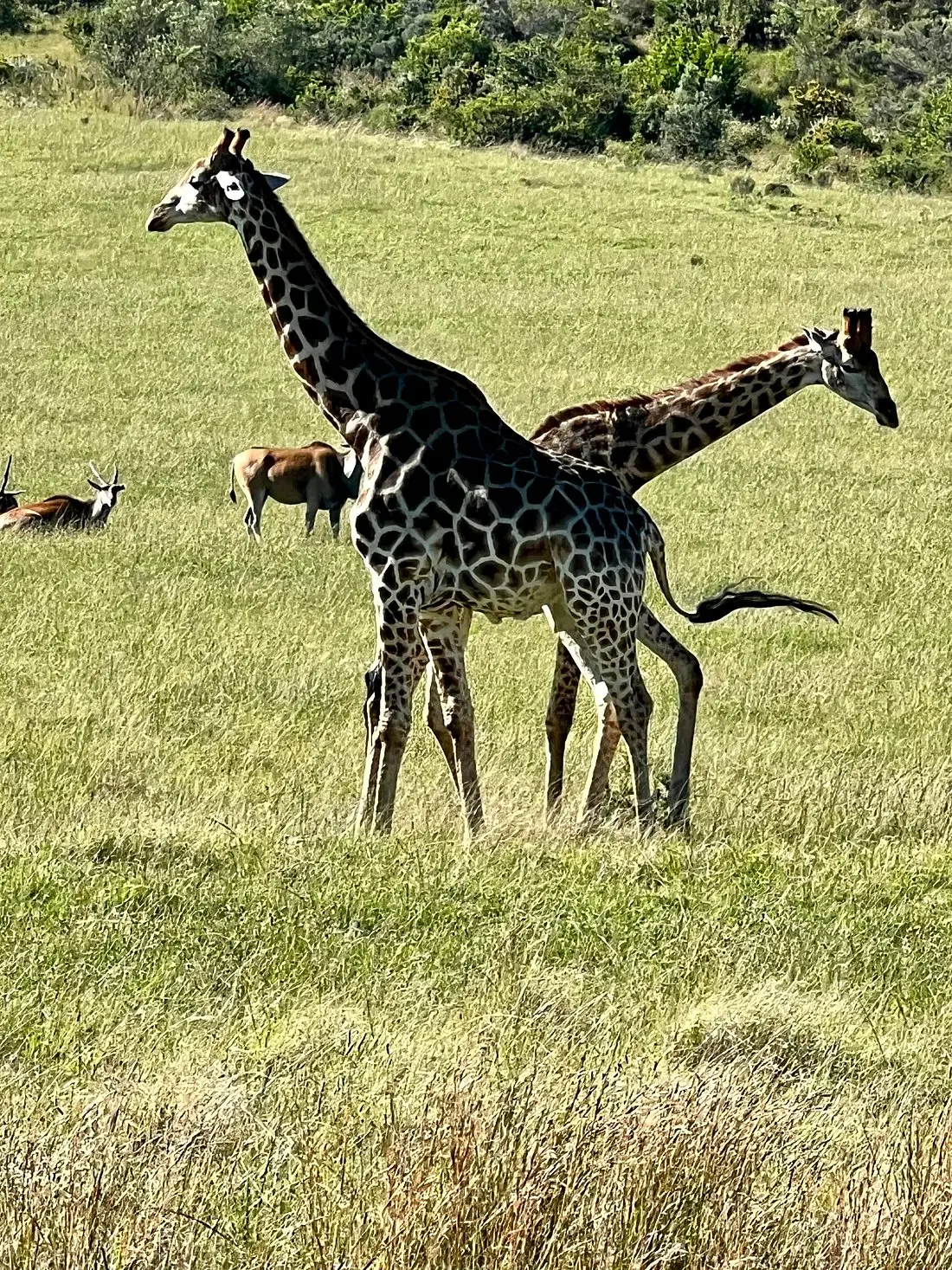 Our US guests enjoyed a magical stay at Gondwana, encountering the Big Five on three thrilling safari rides. Their knowledgeable guide ensured a safe adventure, even during an unexpected encounter with a grumpy rhino