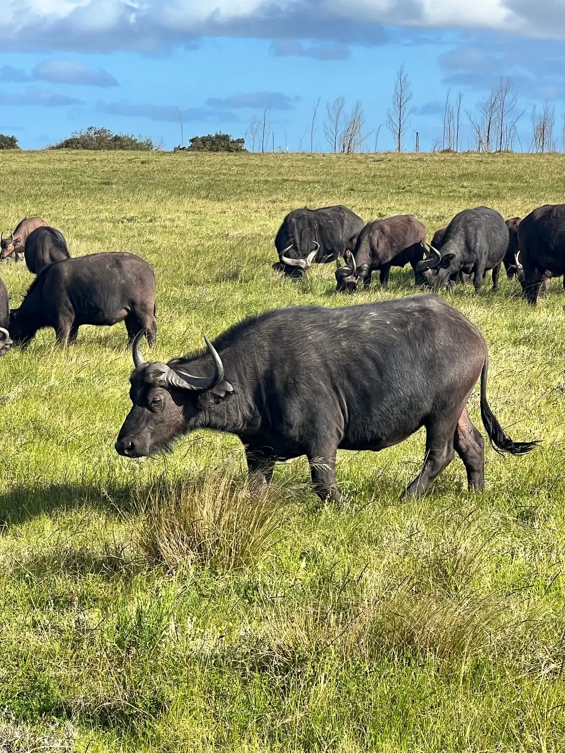 Our US guests enjoyed a magical stay at Gondwana, encountering the Big Five on three thrilling safari rides. Their knowledgeable guide ensured a safe adventure, even during an unexpected encounter with a grumpy rhino