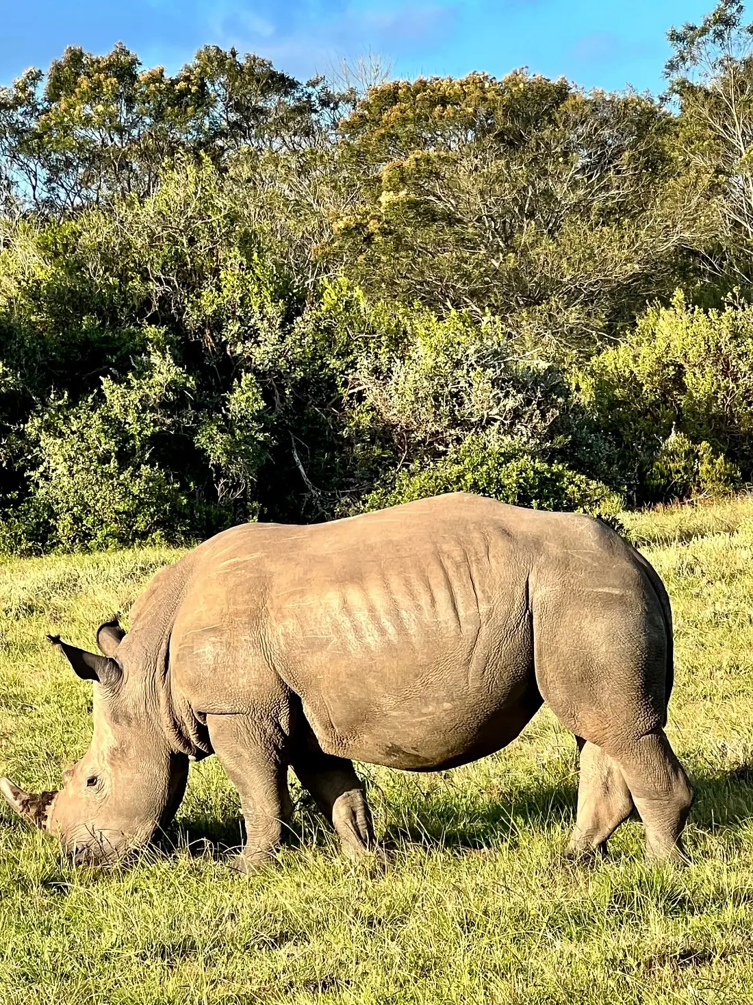 Our US guests enjoyed a magical stay at Gondwana, encountering the Big Five on three thrilling safari rides. Their knowledgeable guide ensured a safe adventure, even during an unexpected encounter with a grumpy rhino