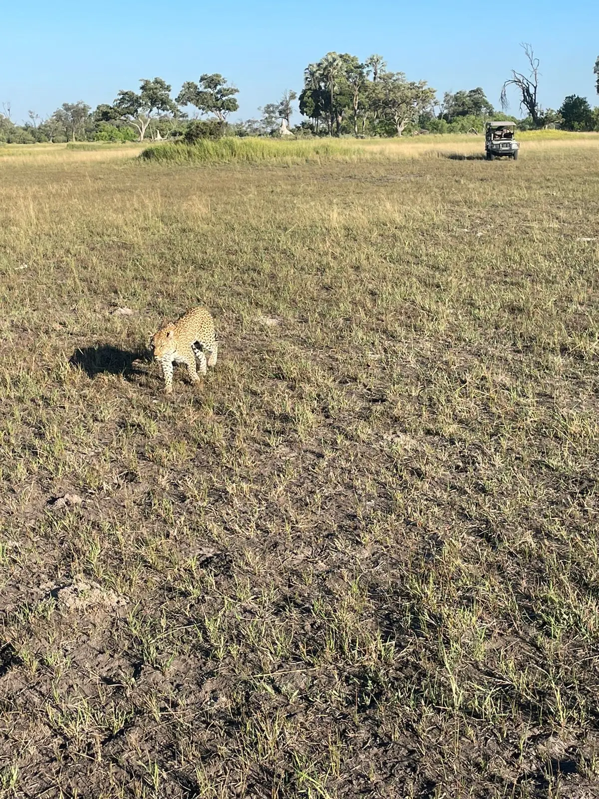 Our US guest enjoyed a low-season safari in the Okavango Delta at Sanctuary Baines and Stanley Camps, with game drives featuring leopards, elephants, and lions