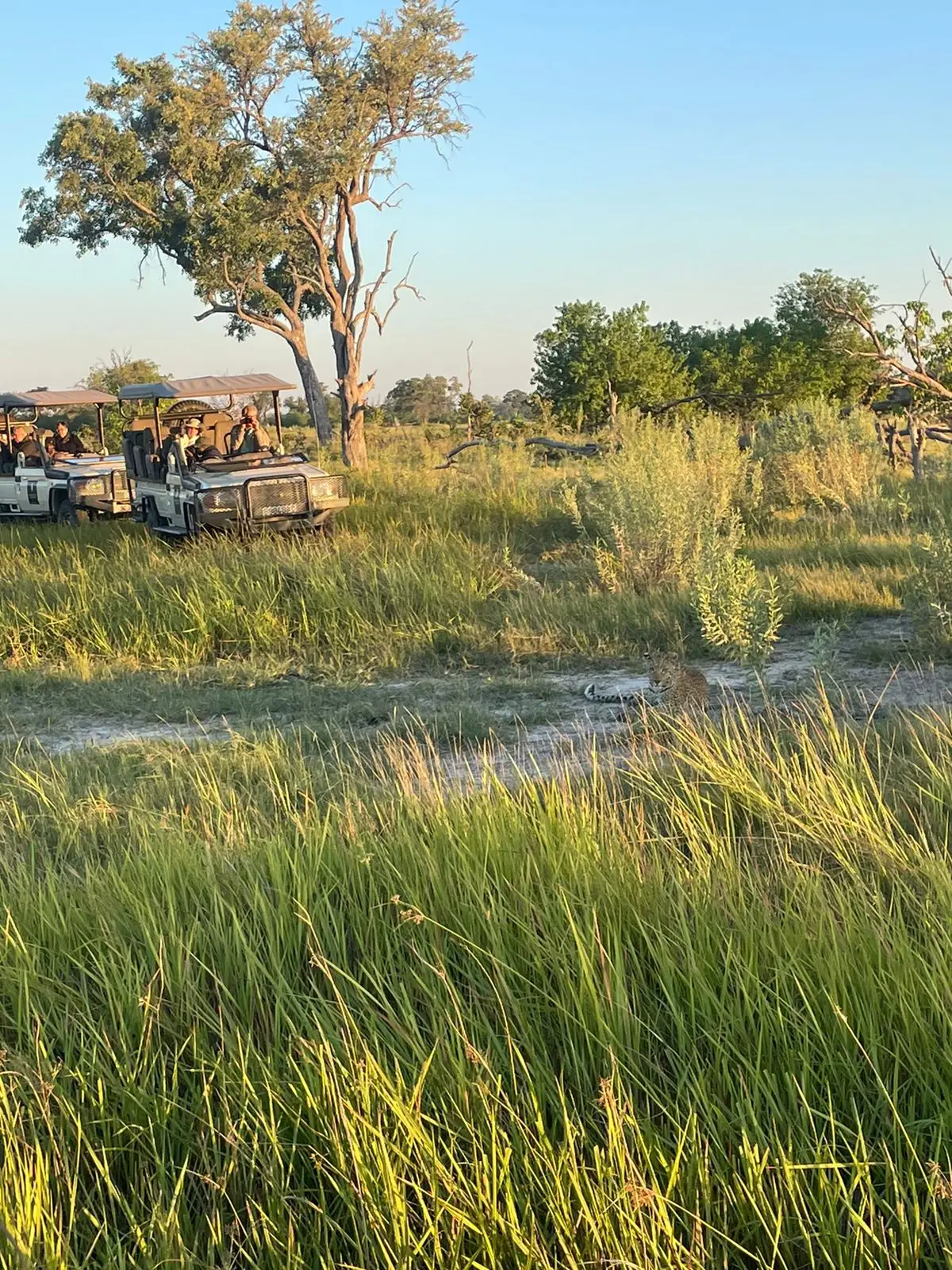 Our US guest enjoyed a low-season safari in the Okavango Delta at Sanctuary Baines and Stanley Camps, with game drives featuring leopards, elephants, and lions