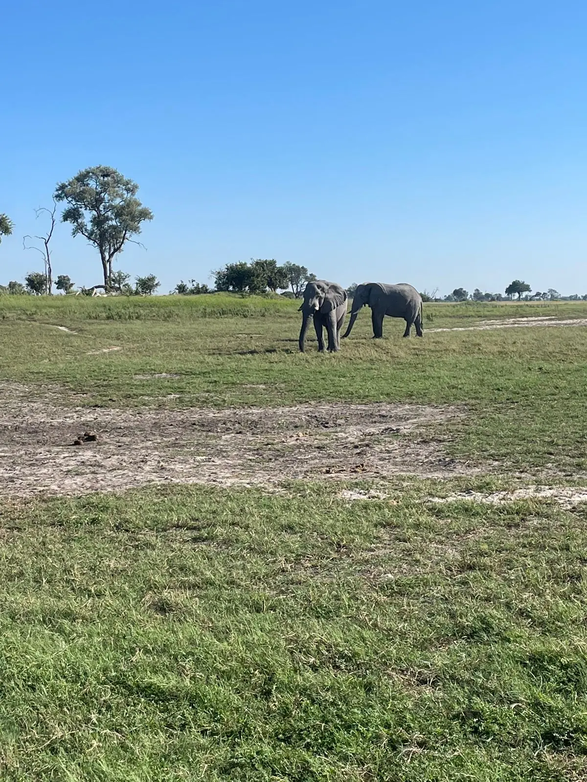 Our US guest enjoyed a low-season safari in the Okavango Delta at Sanctuary Baines and Stanley Camps, with game drives featuring leopards, elephants, and lions