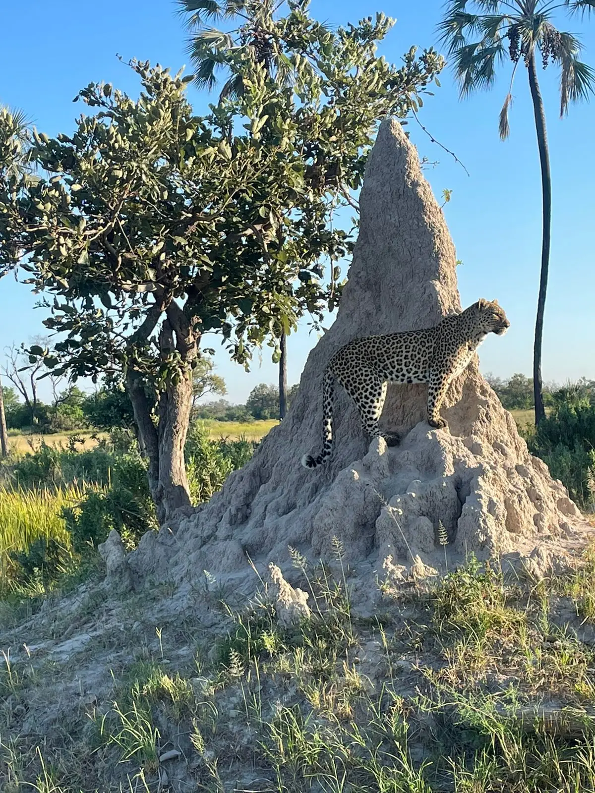 Our US guest enjoyed a low-season safari in the Okavango Delta at Sanctuary Baines and Stanley Camps, with game drives featuring leopards, elephants, and lions