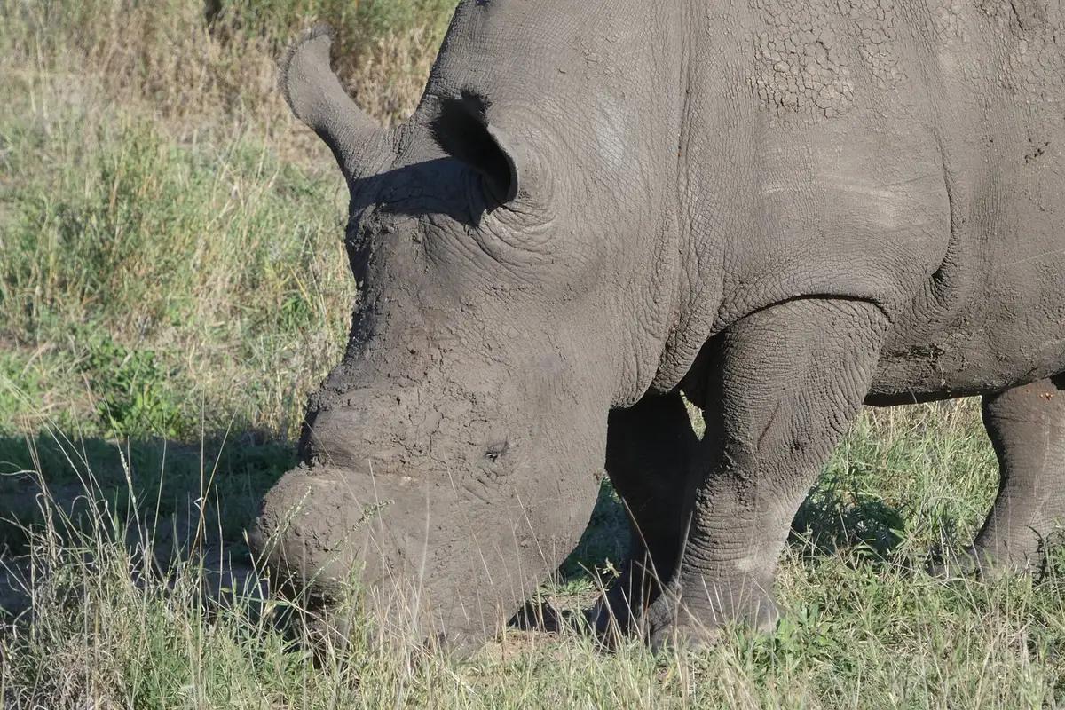 Stunning photos from our American guest at Mala Mala Camp (well known for some of the best wildlife sightings), showcasing the Big Five, luxurious accommodations and an elephant spotted from the pool!