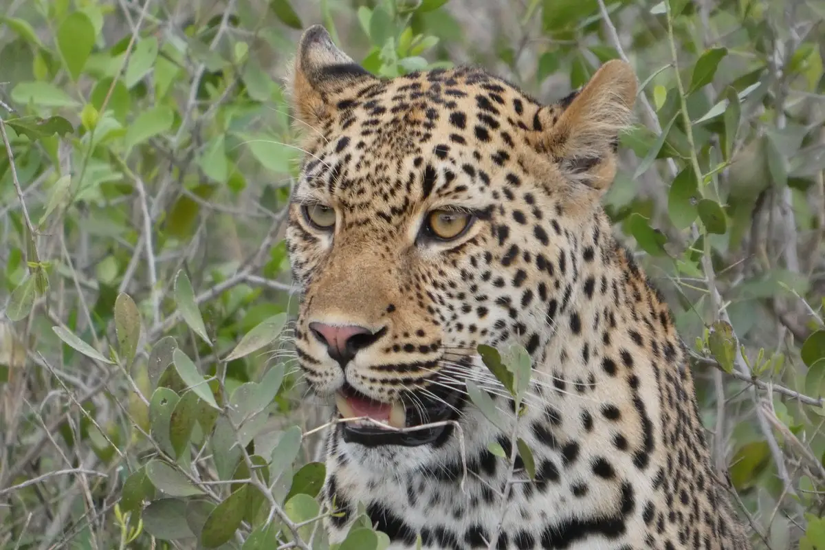 Stunning photos from our American guest at Mala Mala Camp (well known for some of the best wildlife sightings), showcasing the Big Five, luxurious accommodations and an elephant spotted from the pool!