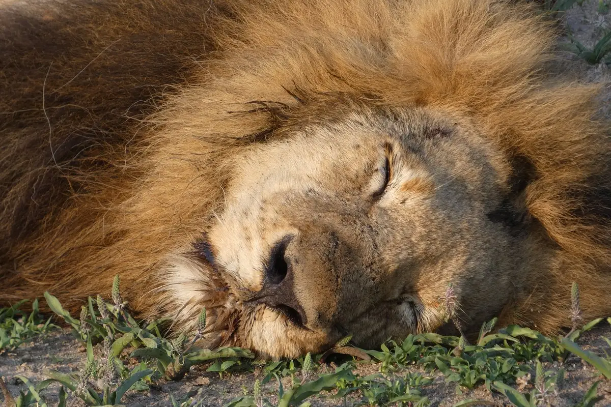 Stunning photos from our American guest at Mala Mala Camp (well known for some of the best wildlife sightings), showcasing the Big Five, luxurious accommodations and an elephant spotted from the pool!