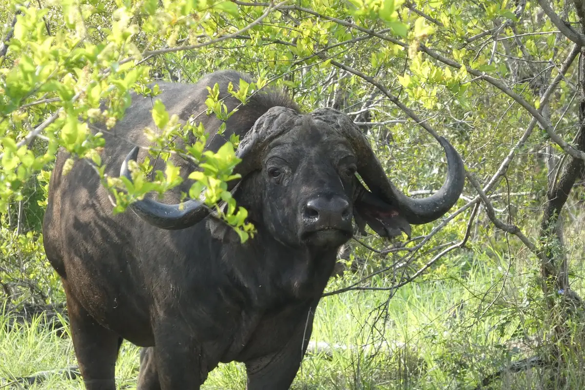 Stunning photos from our American guest at Mala Mala Camp (well known for some of the best wildlife sightings), showcasing the Big Five, luxurious accommodations and an elephant spotted from the pool!