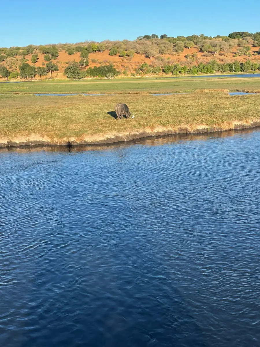 Our American guest shared stunning photos from their trip to Chobe National Park, showcasing the park's beautiful environment