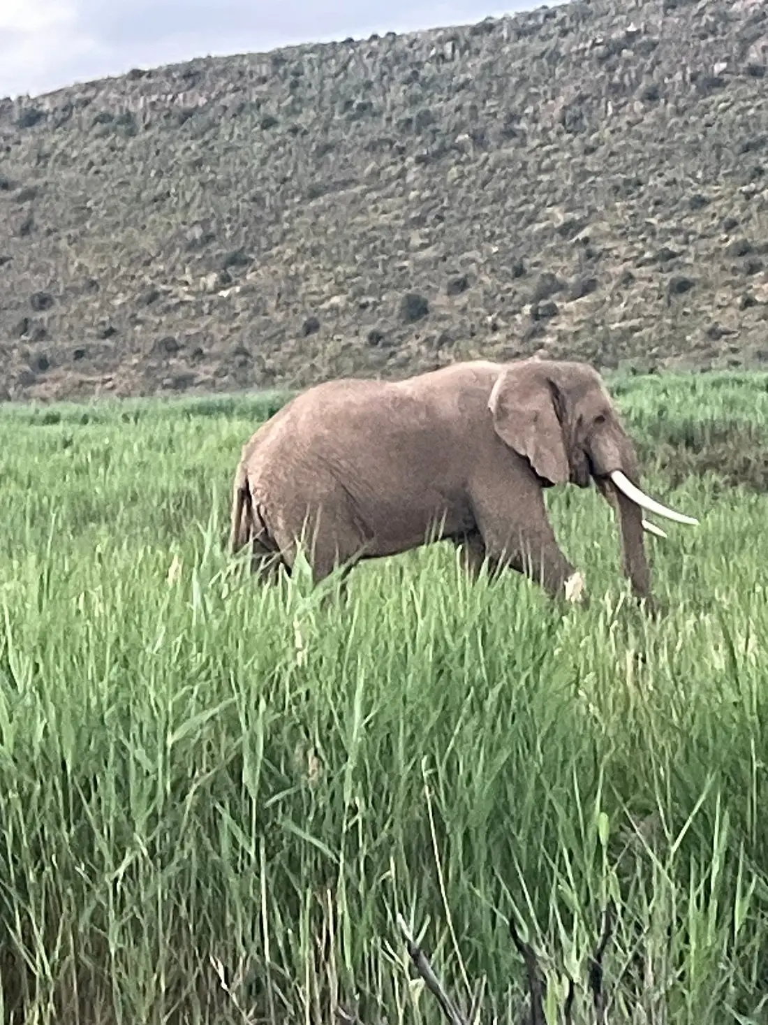  Photos from our UK guests who experienced the beauty of Cape Town and a quick 2-day safari at Sanbona, just a 3-hour drive from the city