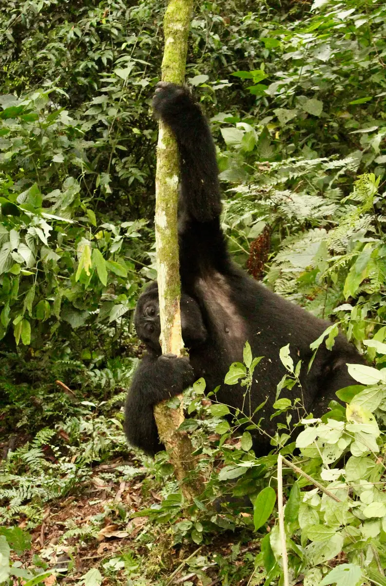 Our adventurous Dutch guests explored Uganda, trekked with gorillas, stayed at Buhoma Lodge, and ventured into Bwindi Impenetrable Forest