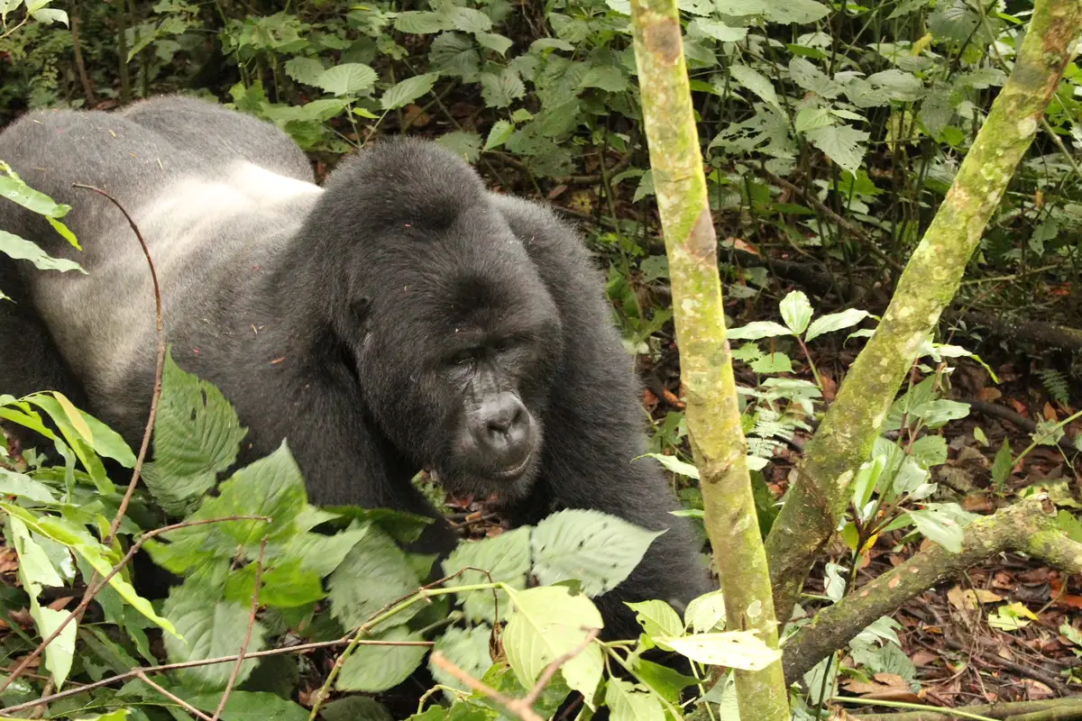 Our adventurous Dutch guests explored Uganda, trekked with gorillas, stayed at Buhoma Lodge, and ventured into Bwindi Impenetrable Forest