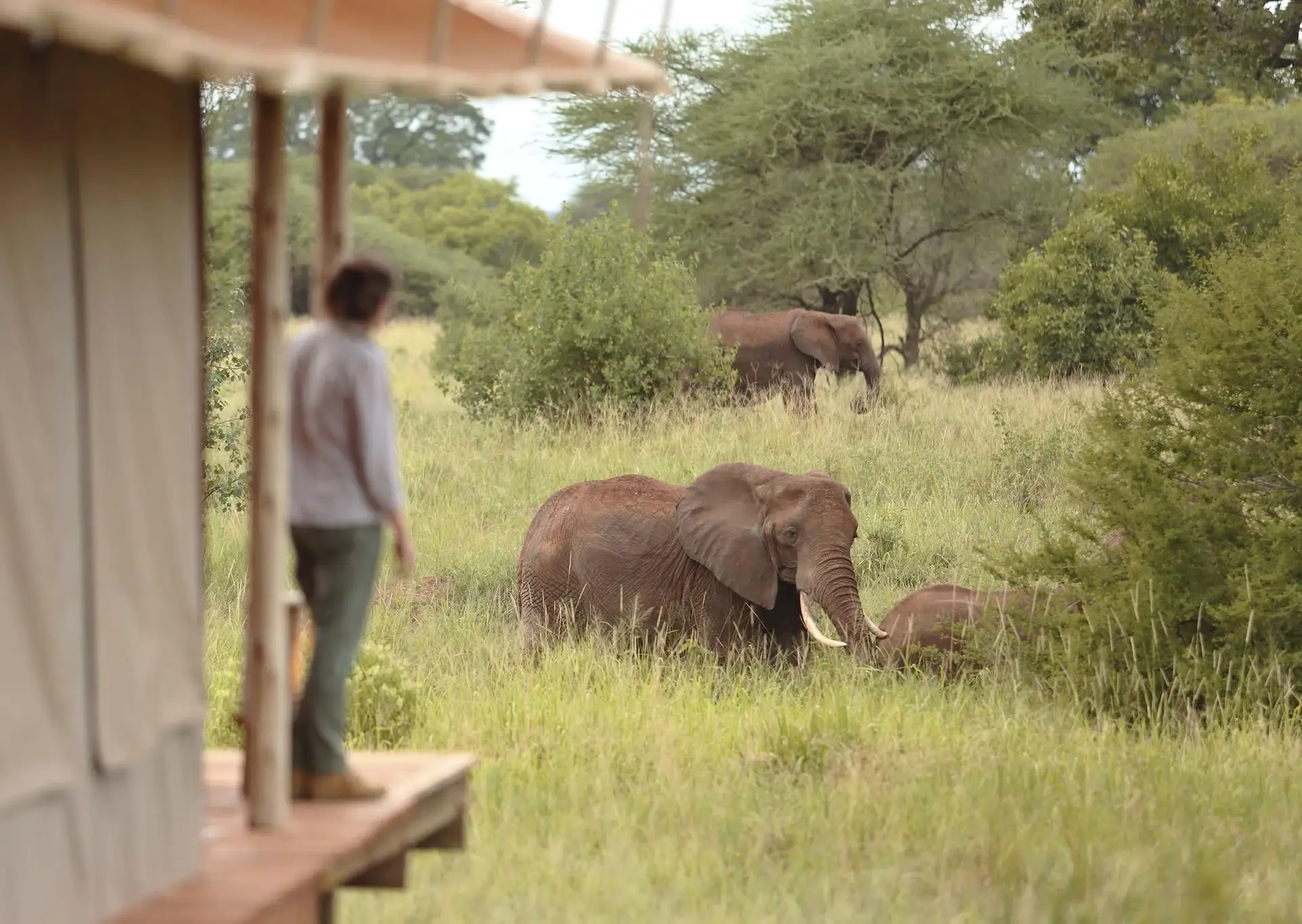 Tarangire Ndovu Tented Camp