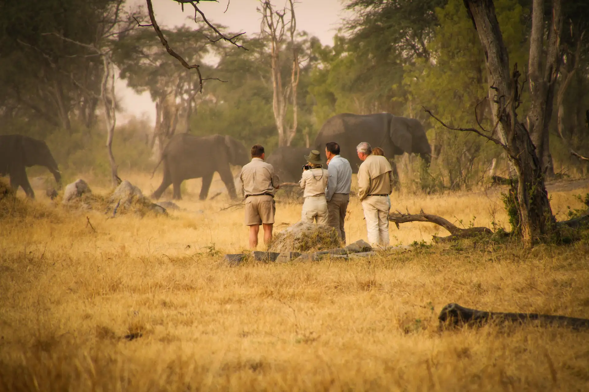 The Hide Hwange