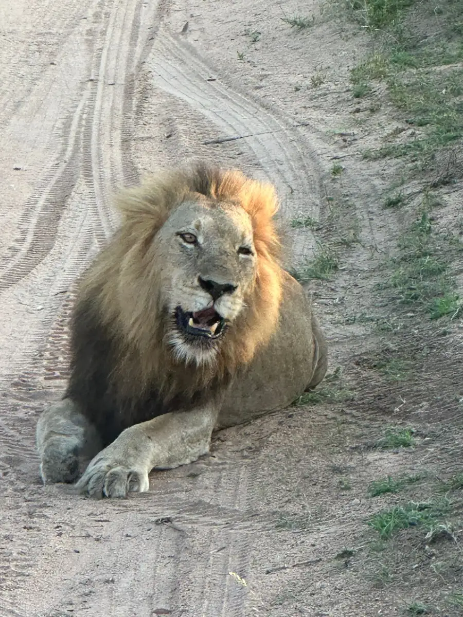  Our South African guests reveled in the top-tier luxury and opulence of the newly renovated Londolozi Founders Camp, with a magical elephant visit to their private pool, a relaxing sauna, and sightings of the Big Five.