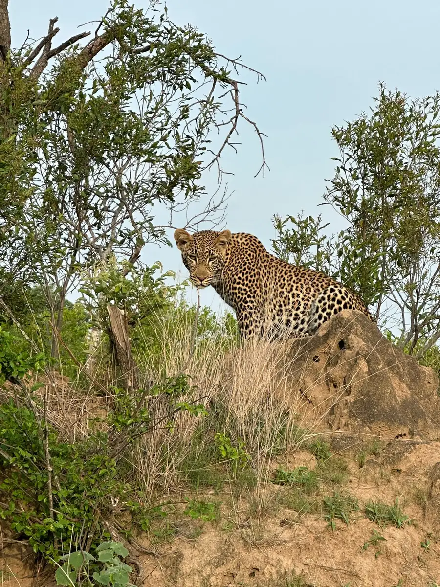  Our South African guests reveled in the top-tier luxury and opulence of the newly renovated Londolozi Founders Camp, with a magical elephant visit to their private pool, a relaxing sauna, and sightings of the Big Five.