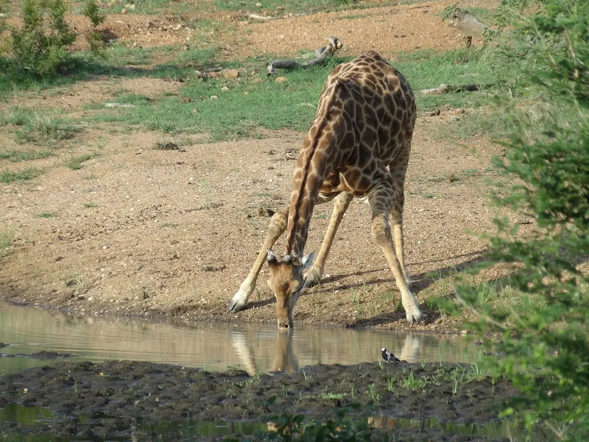  Our guests from Florida, who stayed at the Cape Milner Hotel and Kapama Private Game Reserve in December 2024, enjoyed highlights like a custom wine tour, penguin spotting, and seeing the Big Five within 24 hours for a seamless African adventure.