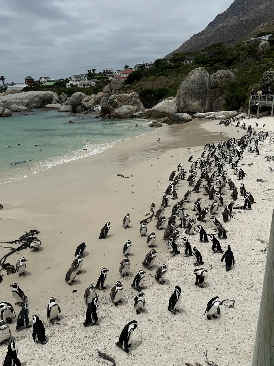  Our guests from Florida, who stayed at the Cape Milner Hotel and Kapama Private Game Reserve in December 2024, enjoyed highlights like a custom wine tour, penguin spotting, and seeing the Big Five within 24 hours for a seamless African adventure.