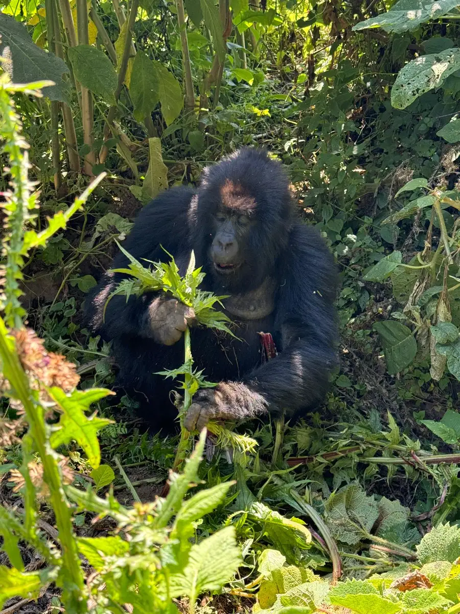  Our guests from the USA experienced gorilla trekking in Rwanda before continuing to a migration safari across Kenya, Tanzania, and Zanzibar. Here are moments with a gorilla troop and interactions with locals in Rwanda.