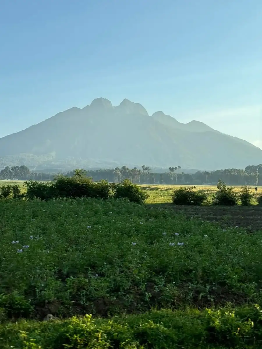  Our guests from the USA experienced gorilla trekking in Rwanda before continuing to a migration safari across Kenya, Tanzania, and Zanzibar. Here are moments with a gorilla troop and interactions with locals in Rwanda.