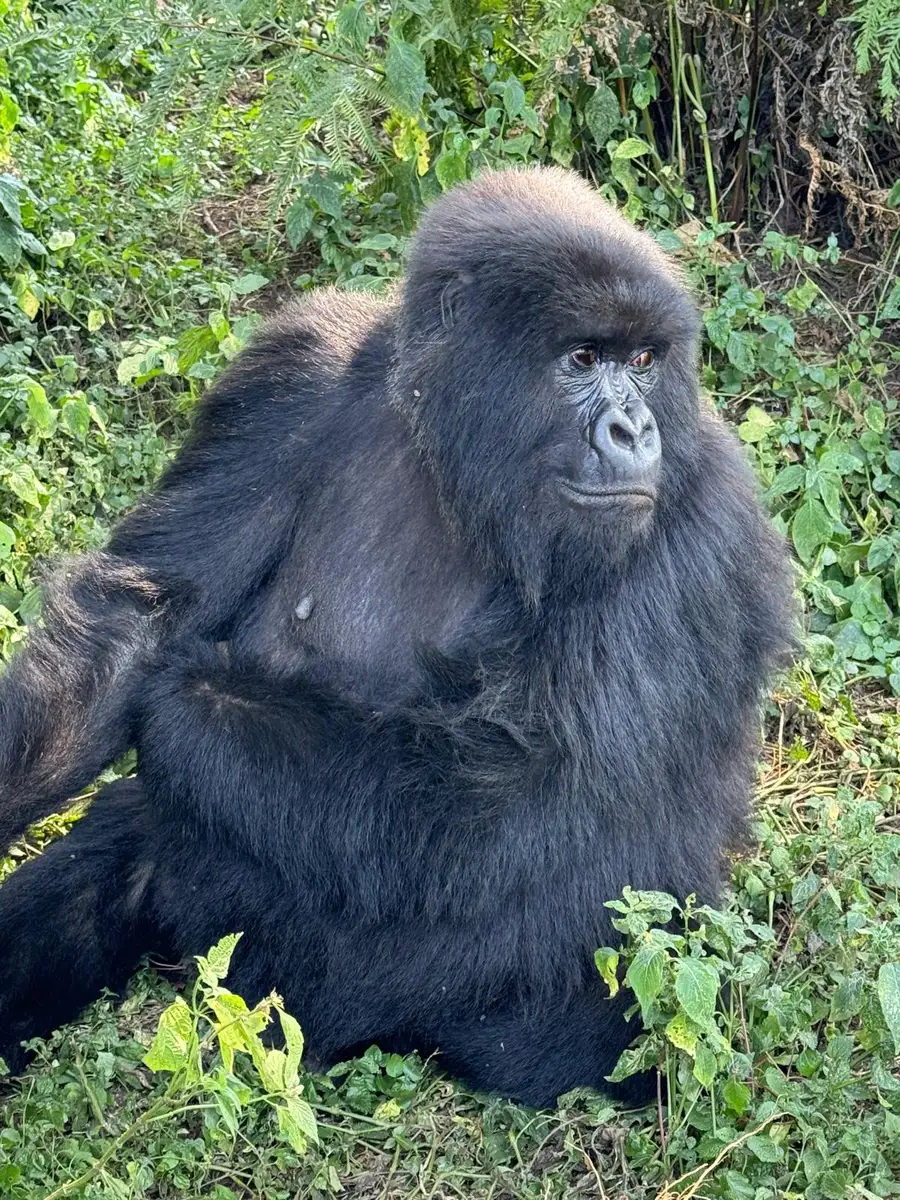  Our guests from the USA experienced gorilla trekking in Rwanda before continuing to a migration safari across Kenya, Tanzania, and Zanzibar. Here are moments with a gorilla troop and interactions with locals in Rwanda.