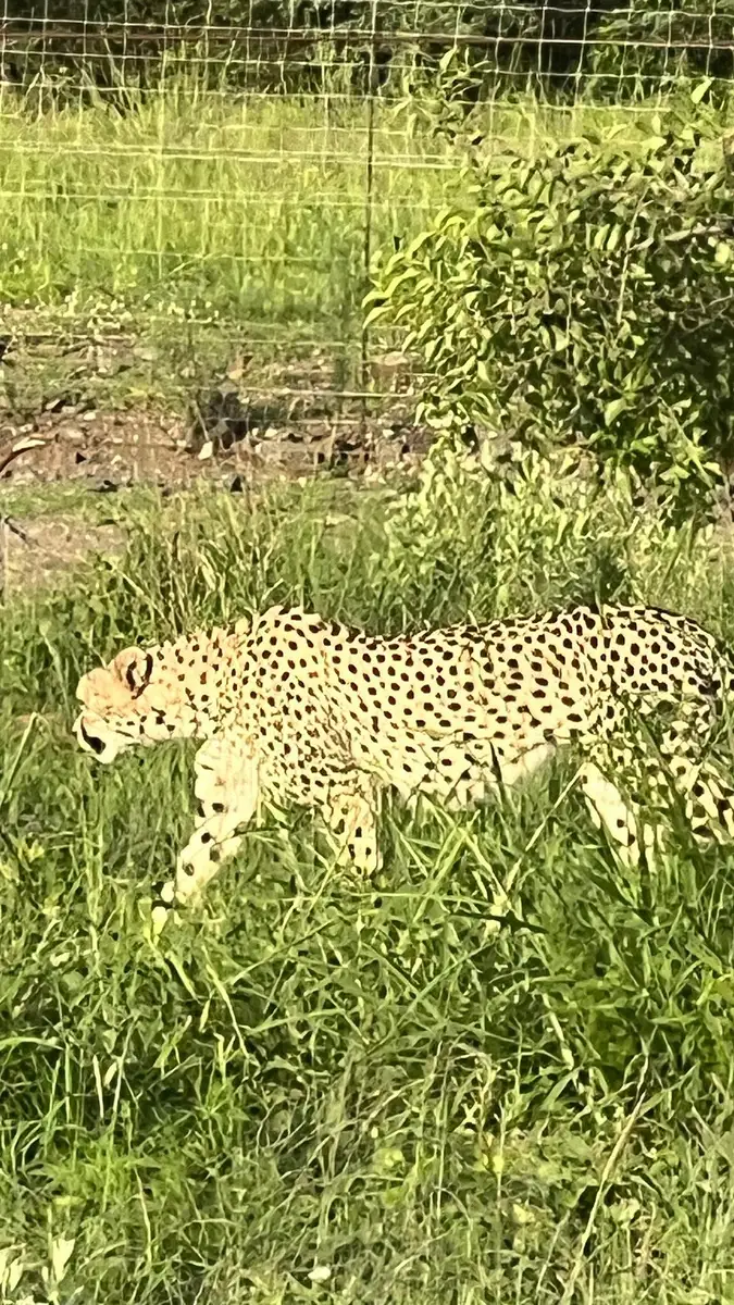 Our guests from Arizona were amazed by Lush in the Black Rhino Reserve. An elephant even came to visit them at their suite—complete with a private plunge pool—alongside sightings of rhino and a leopard, making this an unforgettable safari experience.