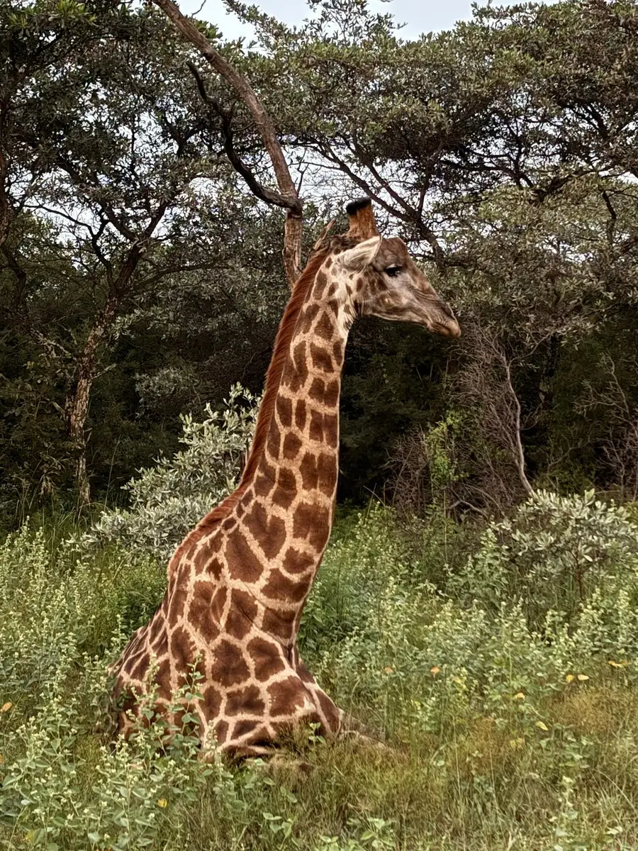 Our guests from GB, on their very first Mabula safari, enjoyed a memorable stay—complete with cheeky monkeys, a lovely lodge, and exciting wildlife encounters from lions to sleepy giraffes!