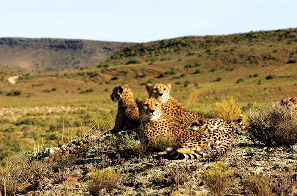 luxury safari lodge near cape town