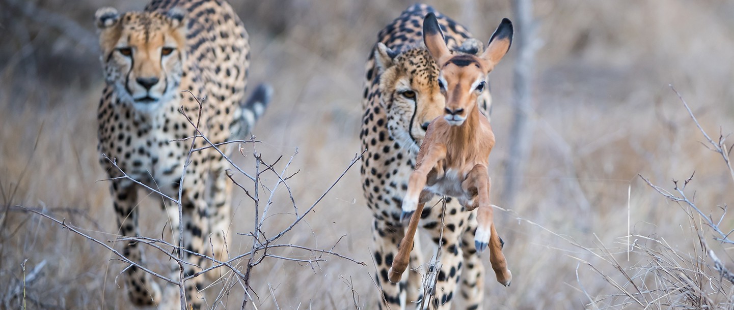 ulusaba private game reserve safari lodge